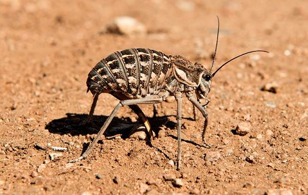 Виды кузнечиков, описание, названия, особенности, фото, виды кузнечиков, 15