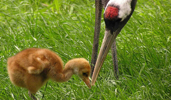 Фото: Птенец японского журавля