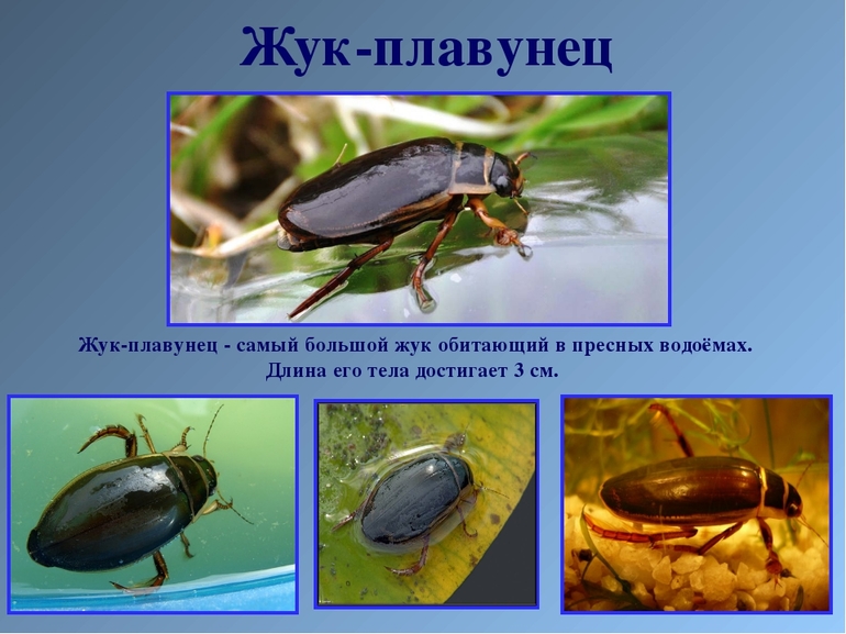 Интересные факты о жизни жука-плавунца