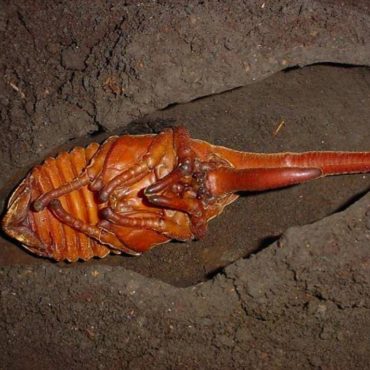 Куколка жука-геркулеса