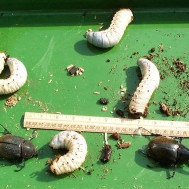 Личинки жука-геркулеса