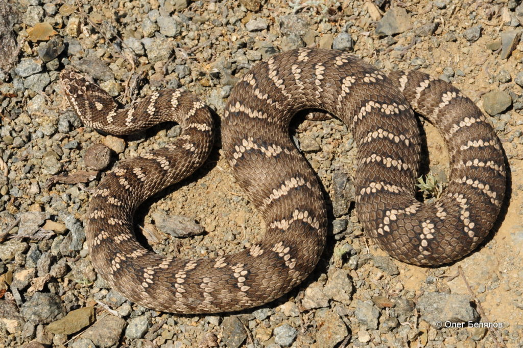 Описание змей Ростовской области