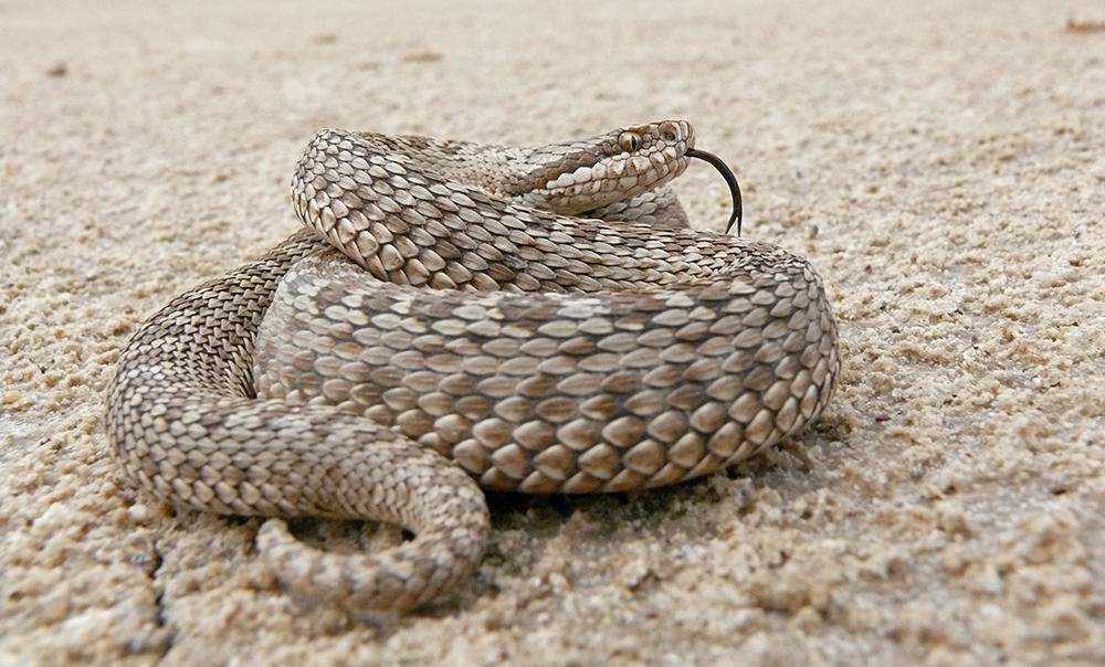 Описание змей Ростовской области