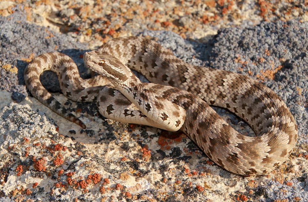 Описание змей Ростовской области