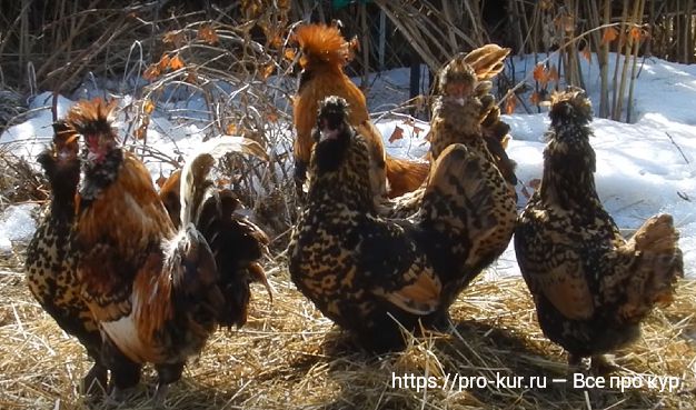 Куры Супер Ник: описание породы, разведение