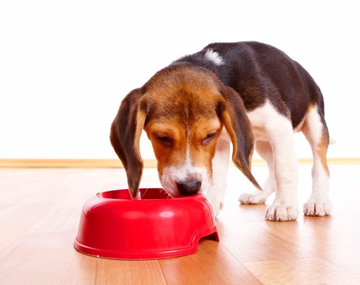 Чем кормить