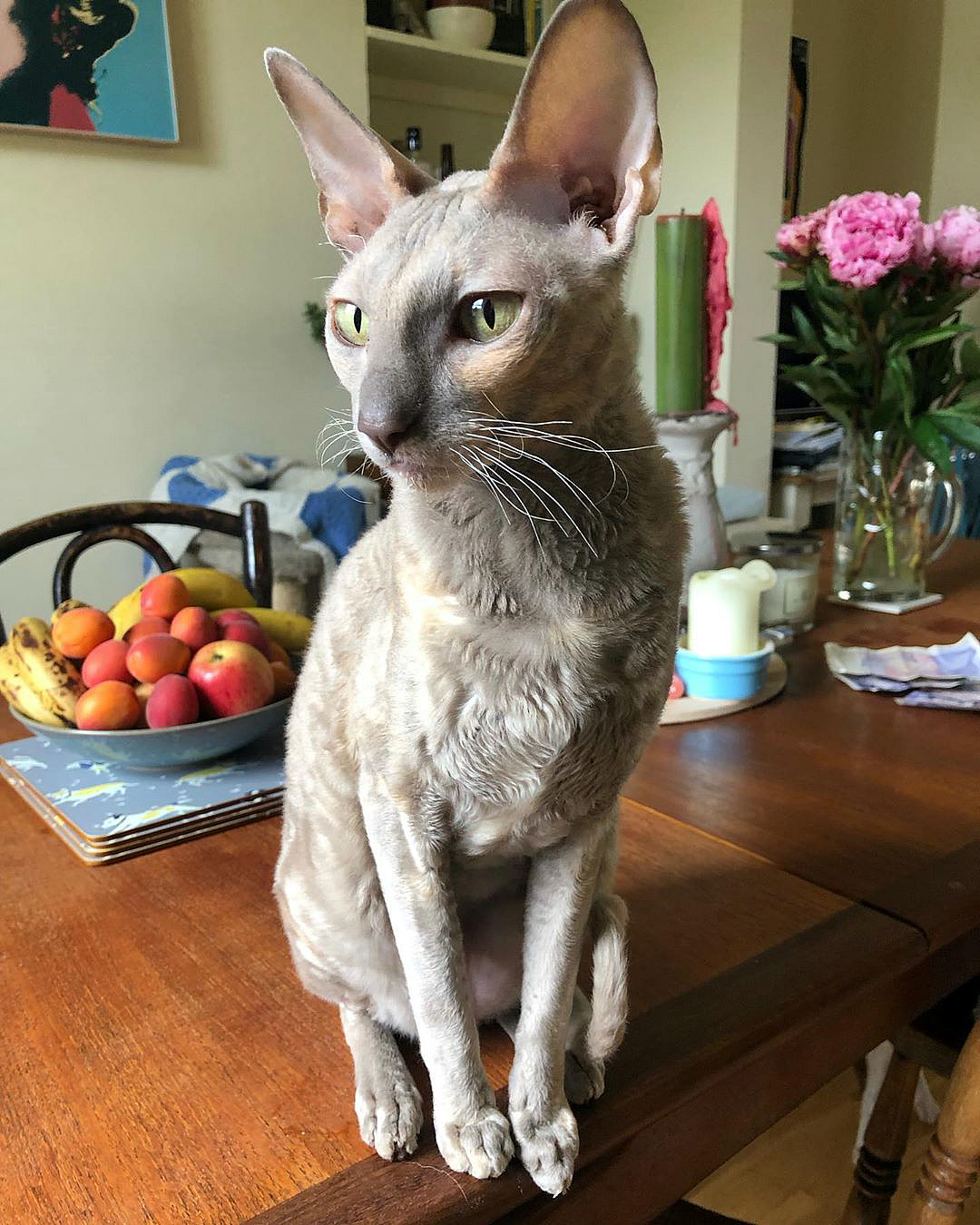 Корниш-рекс: описание породы, наследственные заболевания, особенности характера и отзывы владельцев