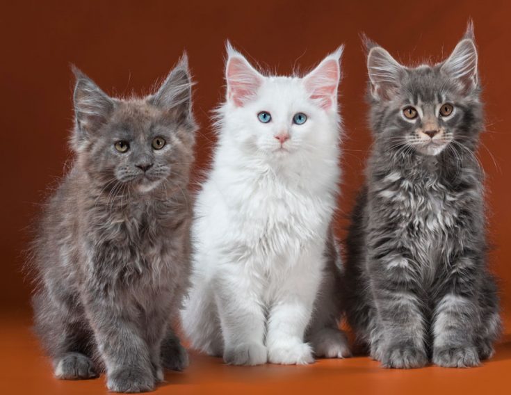 Характеристика породы мейн-кун - описание, характер, особенности ухода