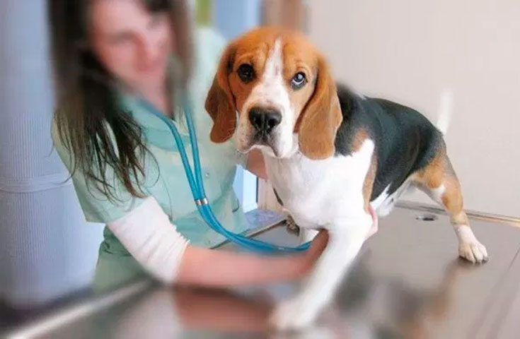 Болезни и дефекты породы