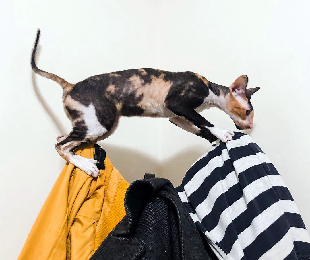 Корниш-рекс: описание породы, наследственные заболевания, особенности характера и отзывы владельцев