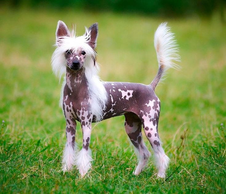 Китайская хохлатая