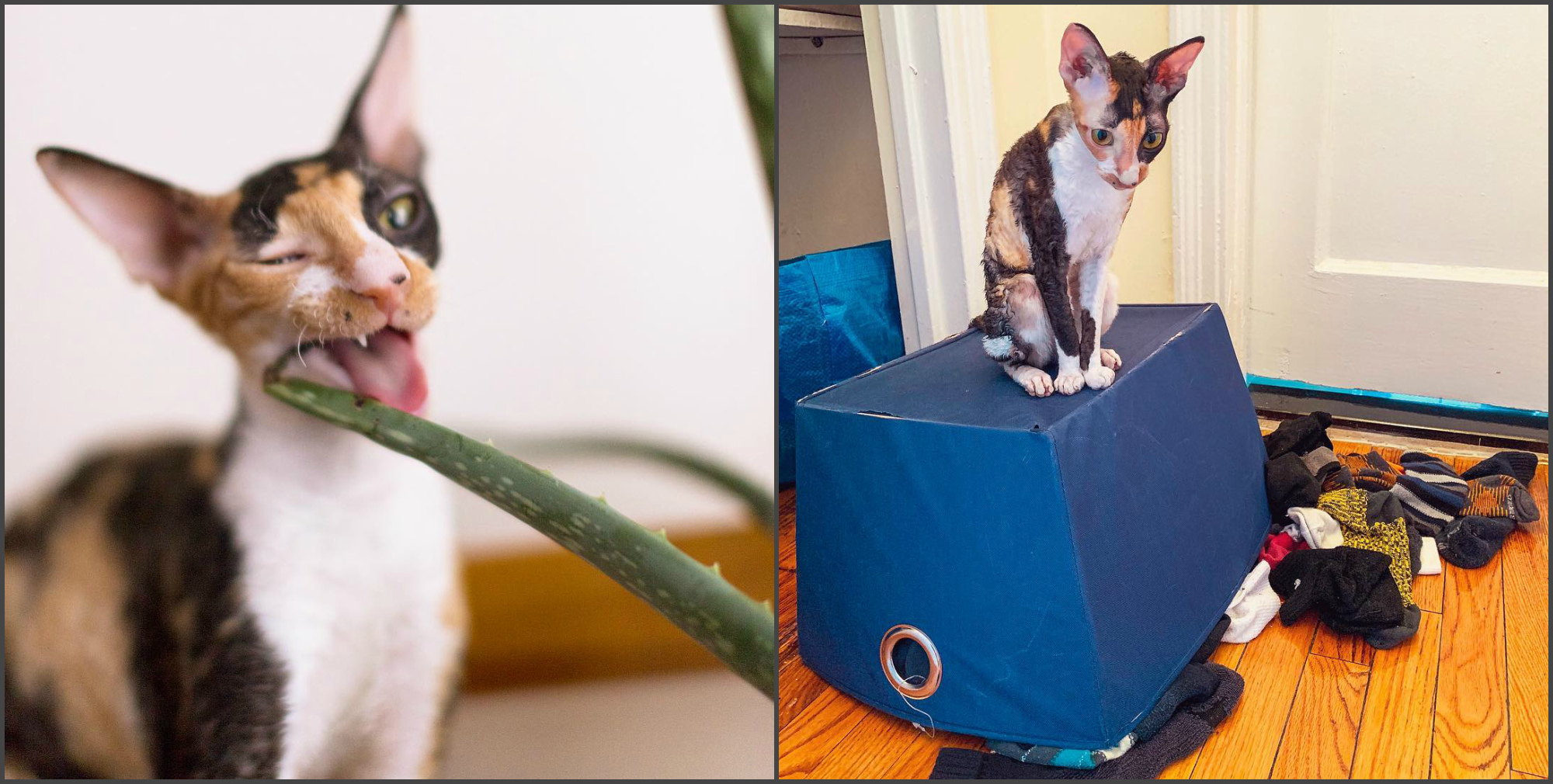 корниш-рекси-описание-пародия