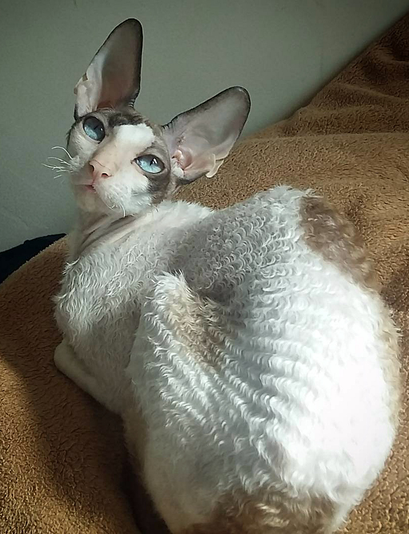 Корниш-рекс: описание породы, наследственные заболевания, особенности характера и отзывы владельцев