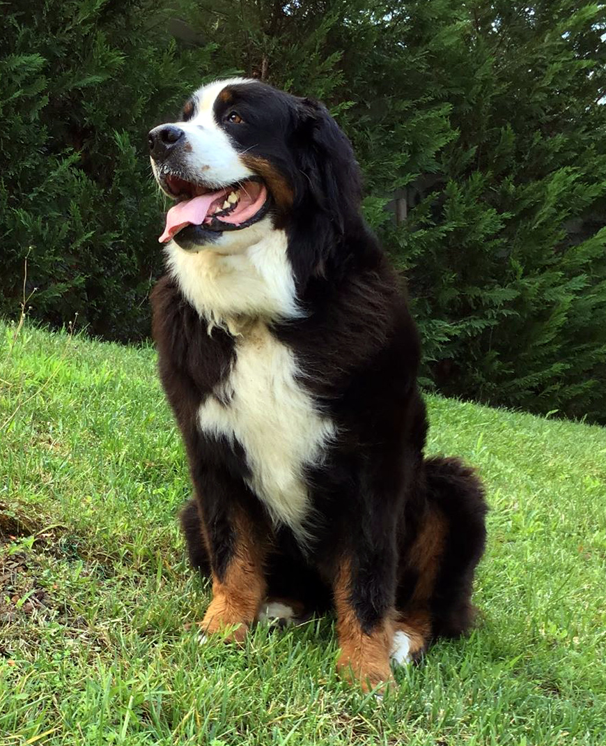 Бернский зенненхунд характеристика породы, особенности содержания и ухода, наследственные заболевания, отзывы владельцев