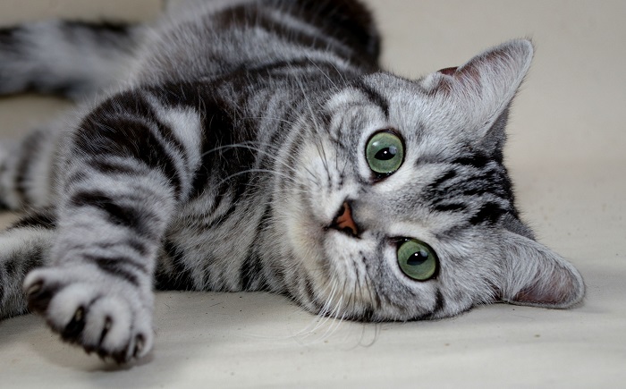 Американская короткошерстная кошка