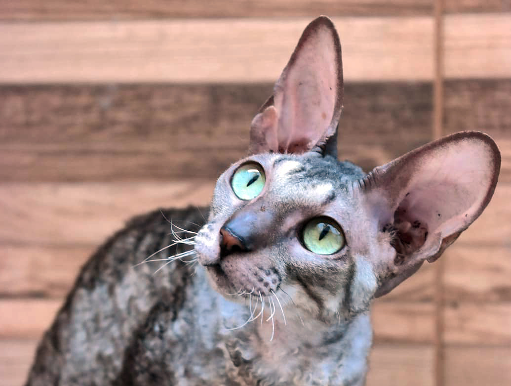 Корниш-рекс: описание породы, наследственные заболевания, особенности характера и отзывы владельцев