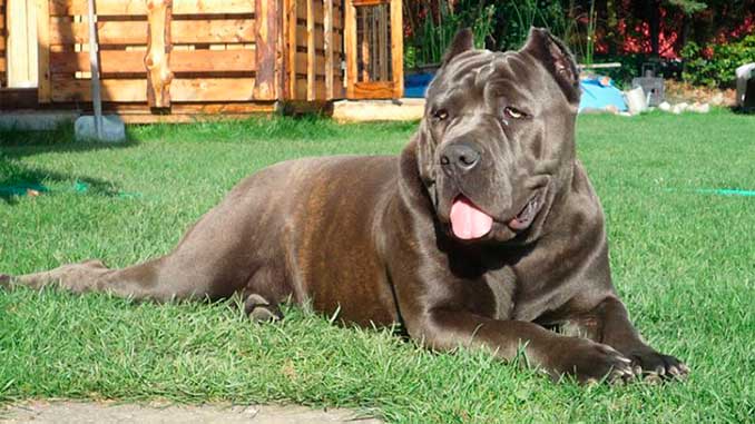 Американский бандог коричневого окраса фото