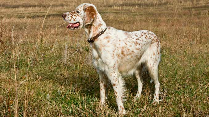 Английский сеттер: все о породе, уход и содержание собаки