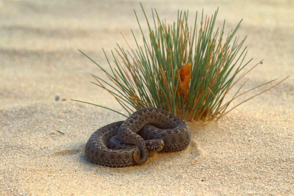 Описание змей Ростовской области