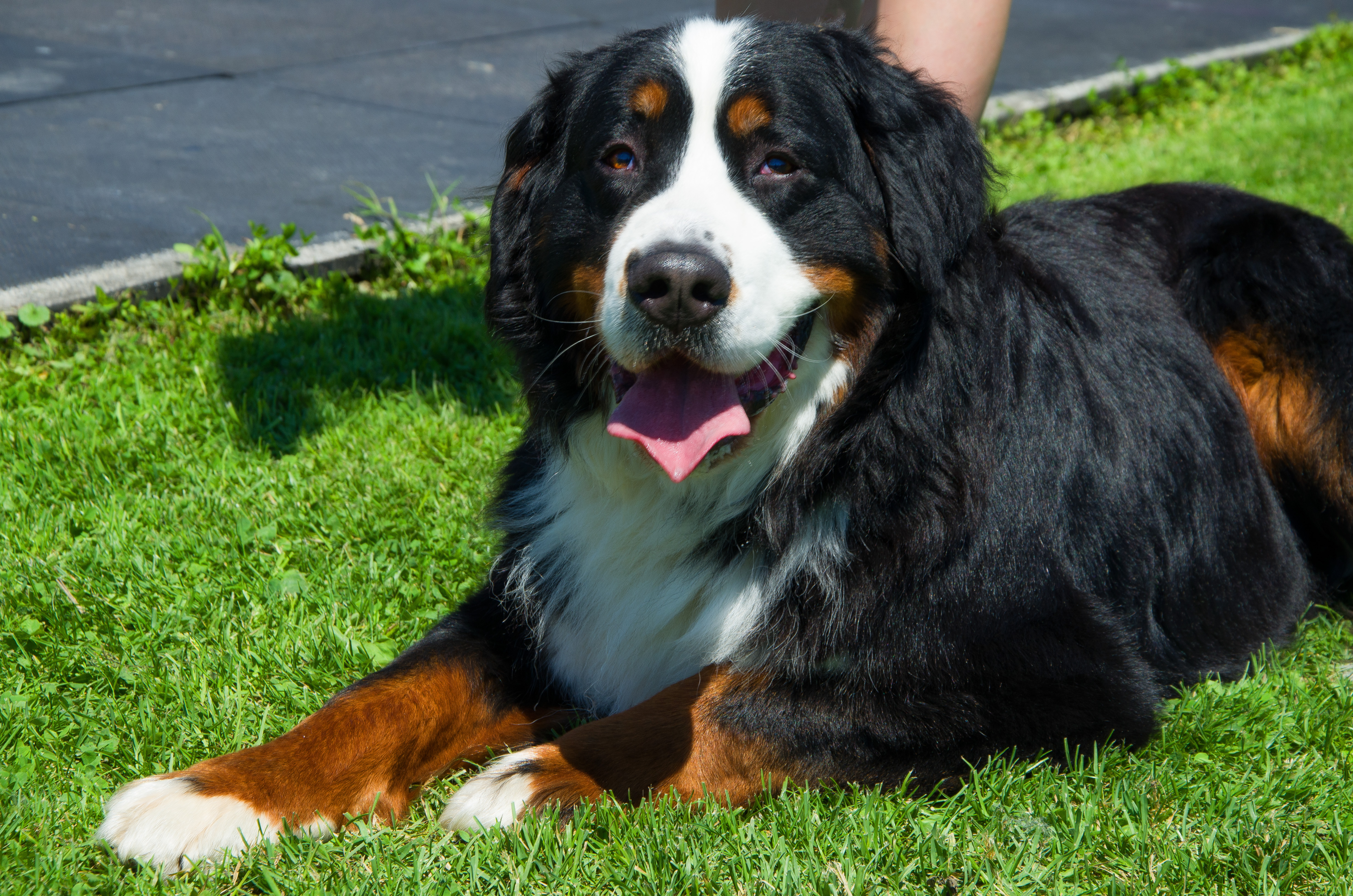 Бернский зенненхунд характеристика породы, особенности содержания и ухода, наследственные заболевания, отзывы владельцев
