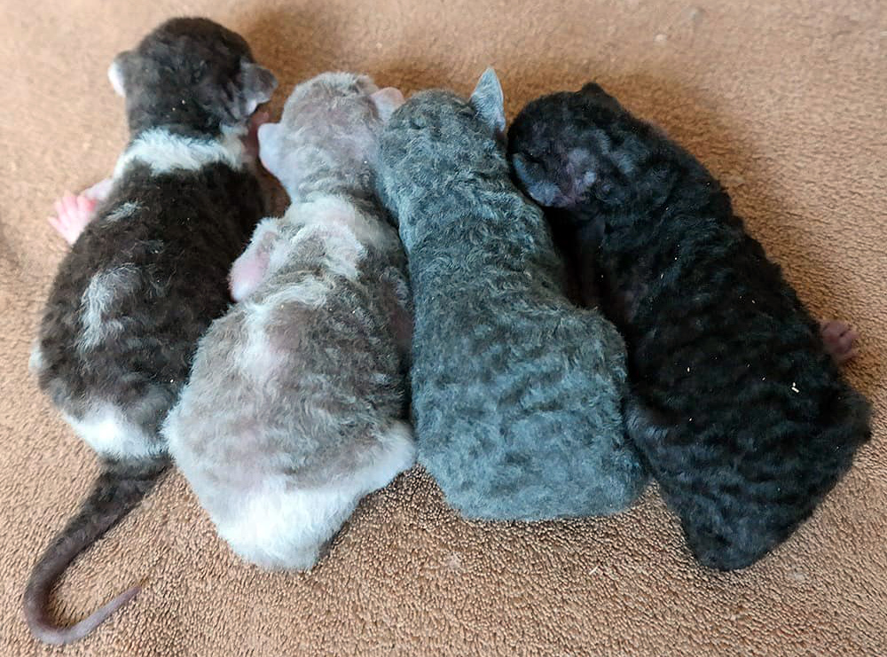 Корниш-рекс: описание породы, наследственные заболевания, особенности характера и отзывы владельцев