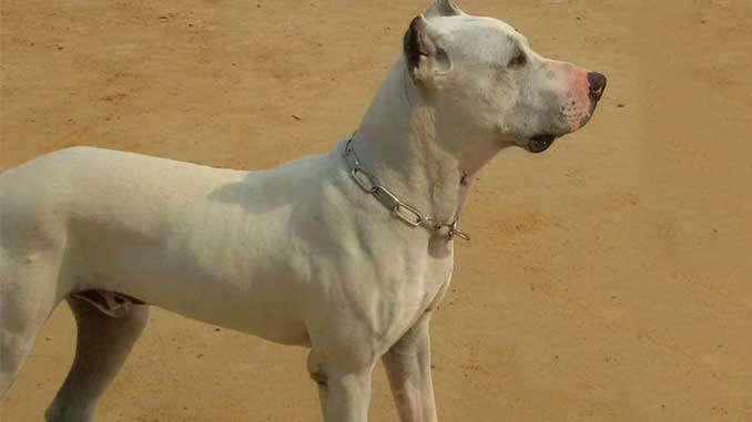 пакистанский бульдог фото