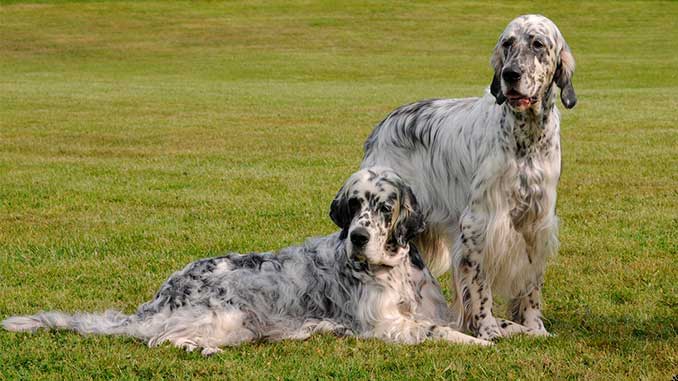 Английский сеттер: все о породе, уход и содержание собаки