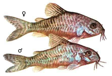 Половой диморфизм коридорасов