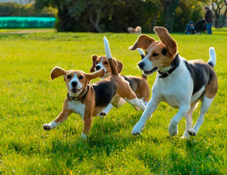 Уход и обслуживание