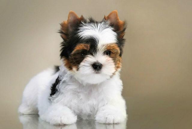 Бивер Йорк - щенок