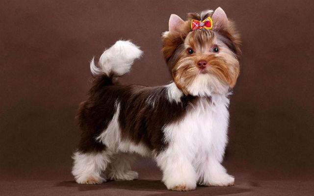 Бивер йорк - уход за шерстью, стрижки