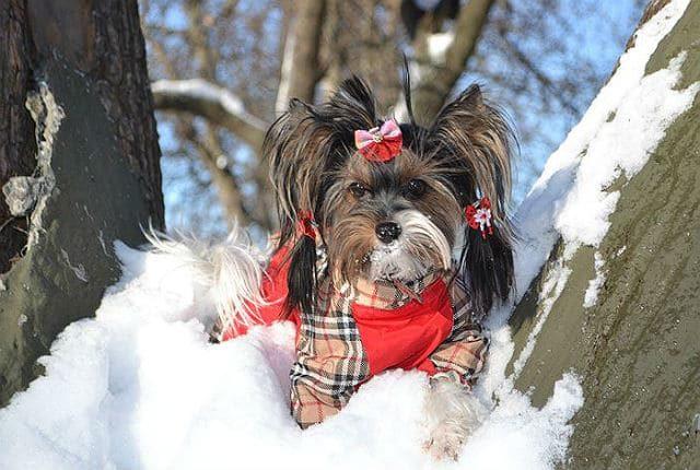 Бивер-Йорк - Зимняя прогулка