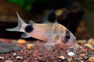 Коридорас панда