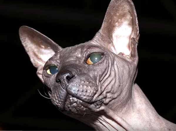 Порода Донской Сфинкс