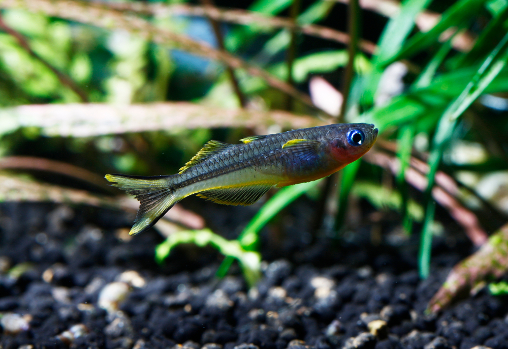 Попондетта фурката (Pseudomugil furcatus): содержание, разведение