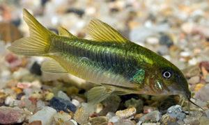 Золотистый коридарас