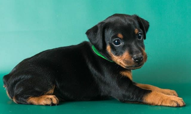 Щенок миниатюрного пинчера с купированным хвостом