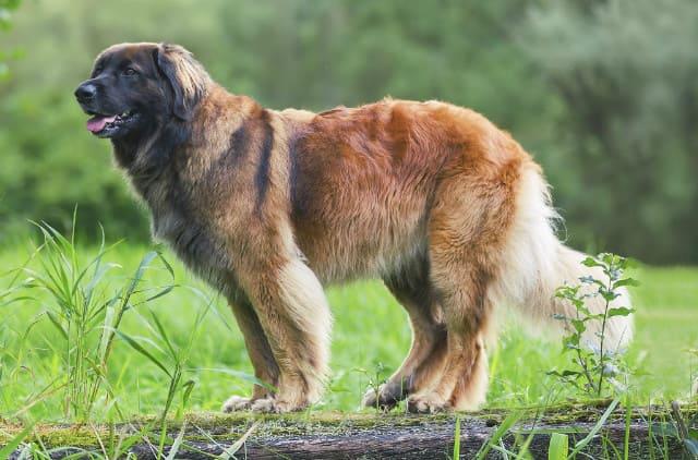 Топ-10 самых сильных собак - Леонбергер