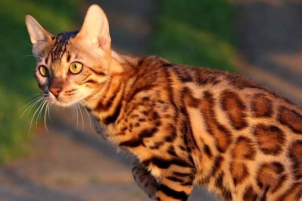 Бенгальские цвета