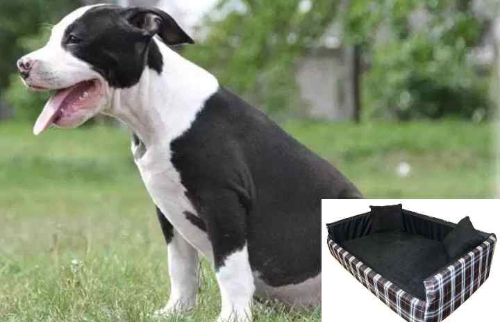 Невероятным достоинством породы можно считать шерсть ее представителей