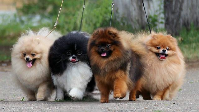 Сколько живет шпиц — прогулка