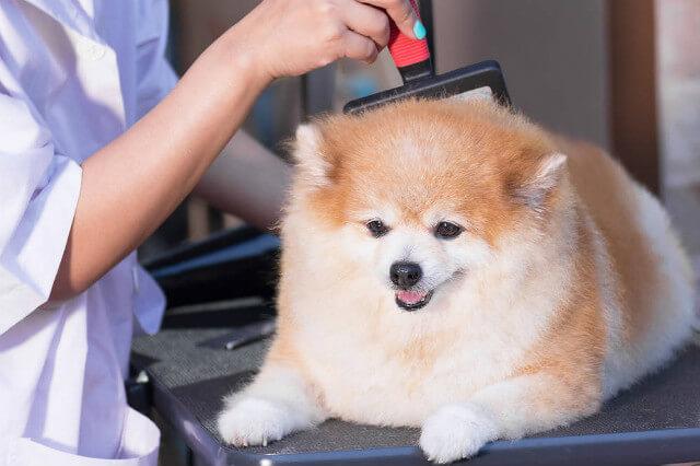 Сколько живут шпицы – уход за шерстью