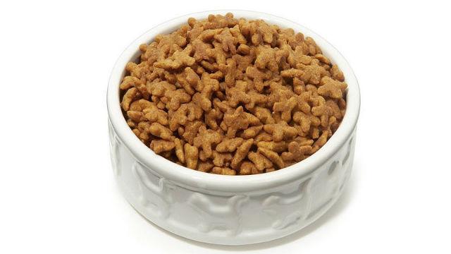 Сколько живет шпиц — чем кормить собаку