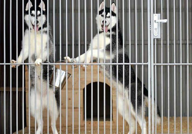 Содержание хаски в вольере