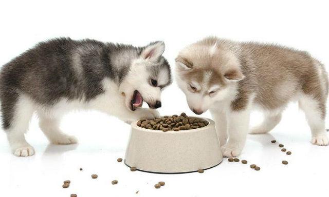 Содержание хаски в квартире – кормление щенков