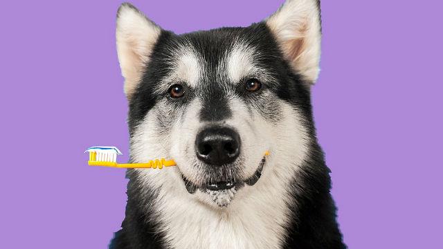 Содержание хаски в квартире – чистка зубов