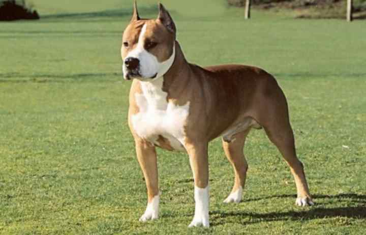 стандарт породы сформировался сравнительно недавно