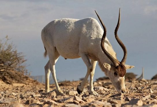 Животные пустыни и их удивительные механизмы приспособления