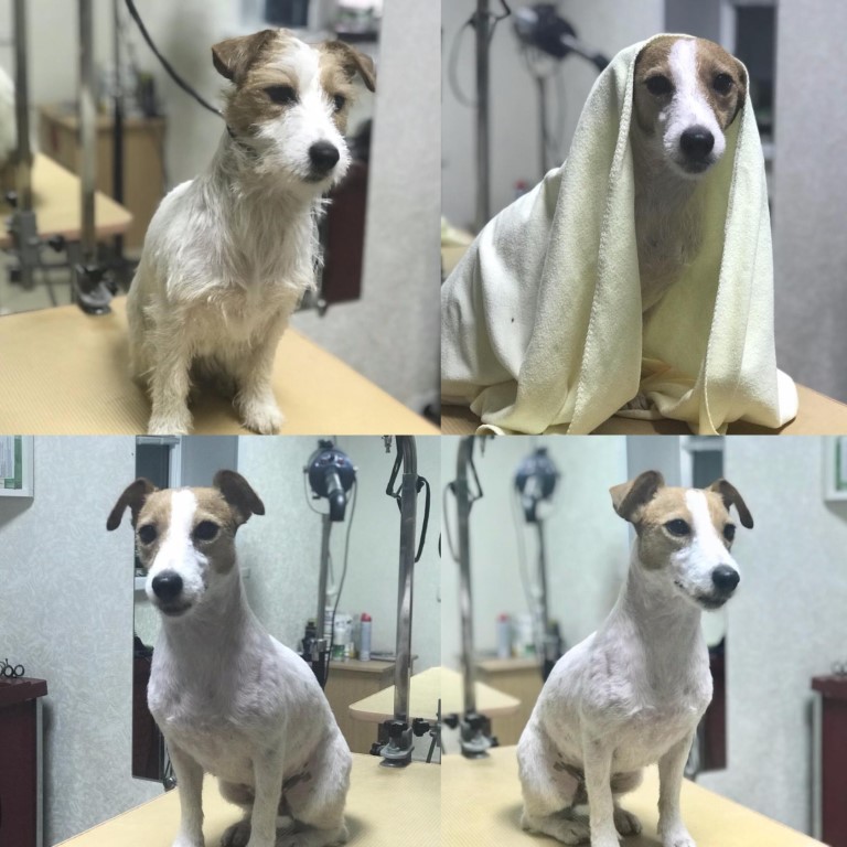 Изобретательная и умная собака Джек-рассел-терьер жесткошерстная: описание и правила ухода