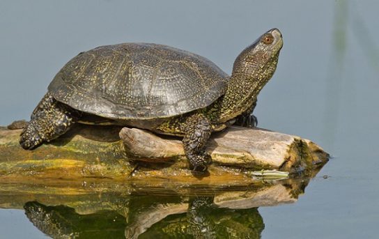 Растительный мир Африки: список редких представителей флоры и фауны, эндемики африканского континента